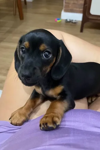 Cachorro Salsicha