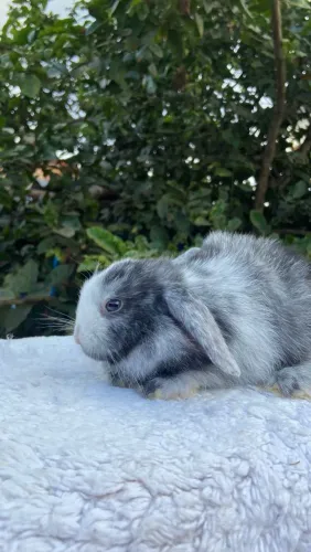 Coelho Mini Lop - Encanto Mini Coelhos | Entrega Grátis para Brasília