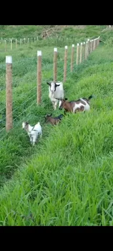 Mini cabra