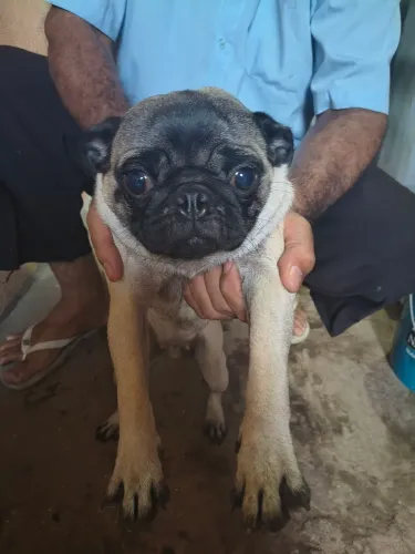Pug fêmea adulta