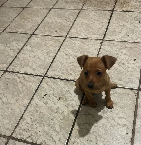 Pinscher