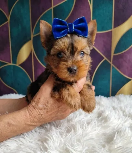Pequeno Príncipe de Quatro Patas