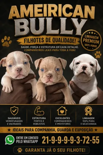American Bully Pocket 