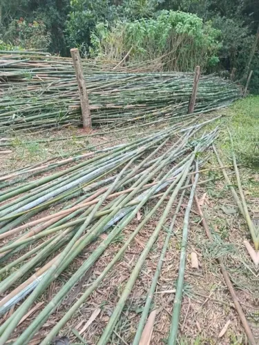 Vende se Bambu