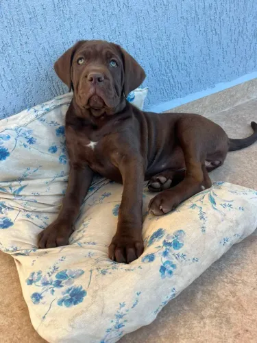 Cane corso 