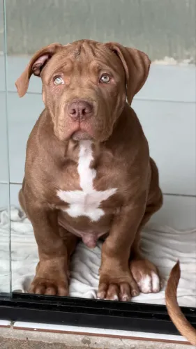 PitMonster