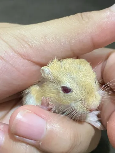 Gerbil/Esquilo da Mongólia