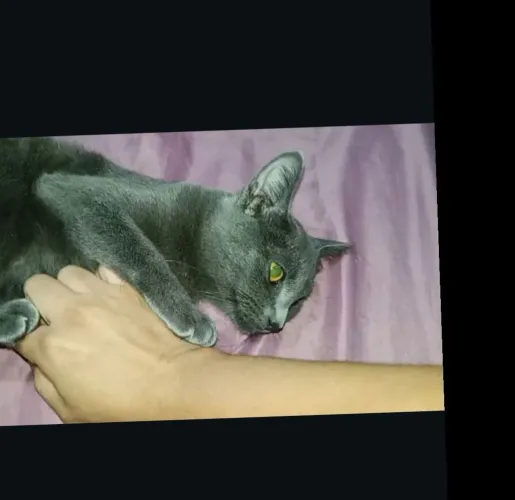 Linda gatinha cinza de 3 a 4 meses para adoção