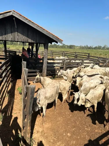 Fazenda/Sítio/Chácara para venda possui 153 hectares