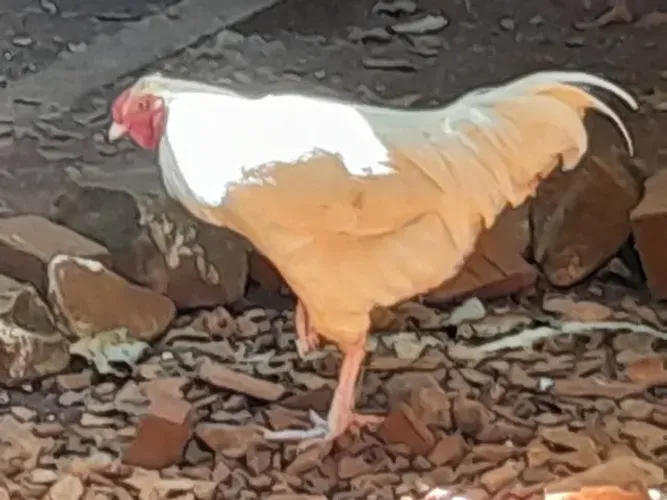 Frango caipira