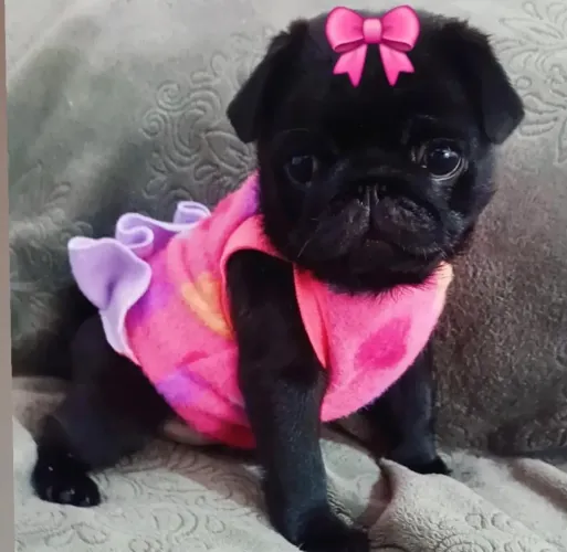 Pug¿ Dias dos namorados 