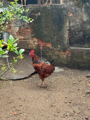 Frangão Caipira