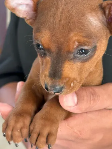 Vendo 2 filhotes macho de Pincher 700 reais cada só me chama se realmente estiver