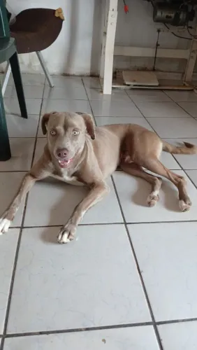 Doação de pet