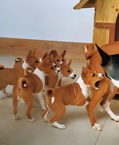 Filhotes de Basenji