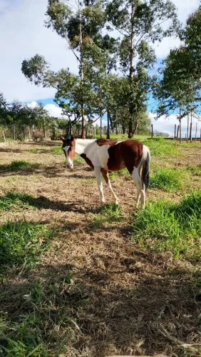 Vendo potro ou troco por égua domada