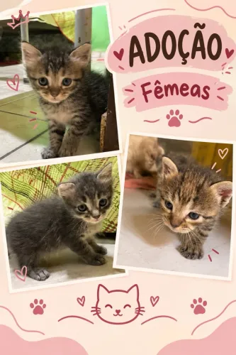 Gatas fêmeas