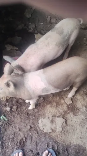Casal de porco troco em cavalo
