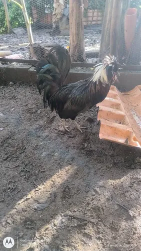 Galinha