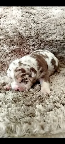Filhotes de American Bully disponíveis 