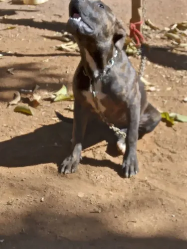 Pitbull fêmea
