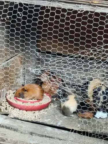 Vendo porquinhos da Índia