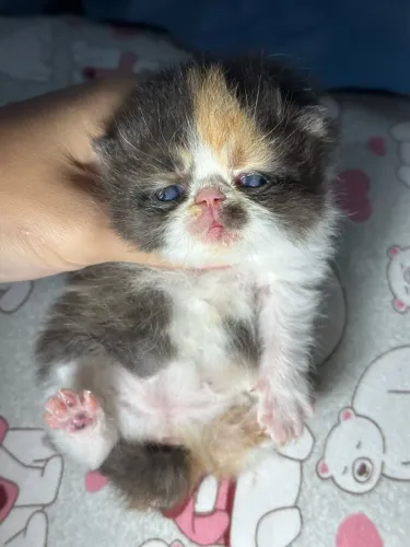 Filhotes de gato persa para reserva 