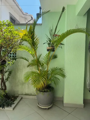 Vaso de planta Areca Bambu