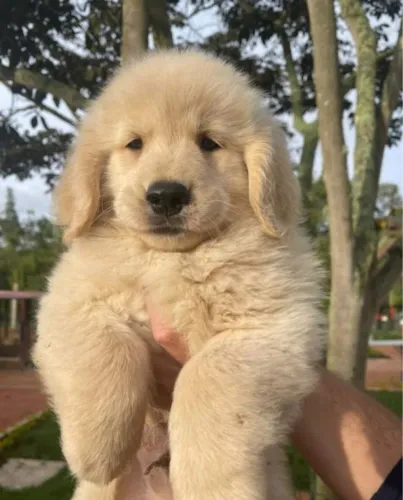 Filhotes de Golden Retriever | Patinhas que despertam ternura!