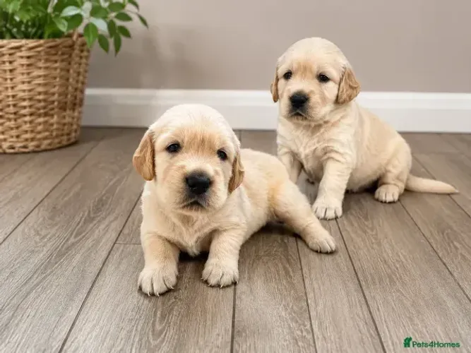 Filhotes temperamento dócil Golden Retriever