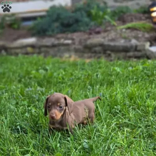 Dachshund Chocolate super fofinho 