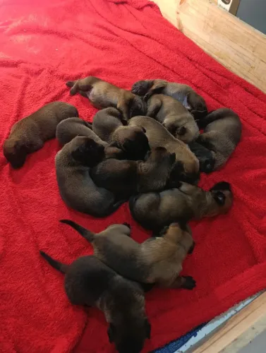 VENDE-SE FILHOTES - PASTOR BELGA MALINOIS 
