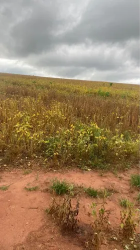 Fazenda Cocalzinho Goiás 