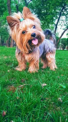 Yorkshire Terrier filhotes um ótimo presente 