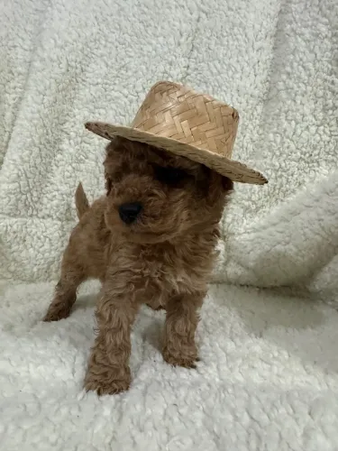 Poodle Tem amor de sobra por aí? Temos filhotes prontos para receber!