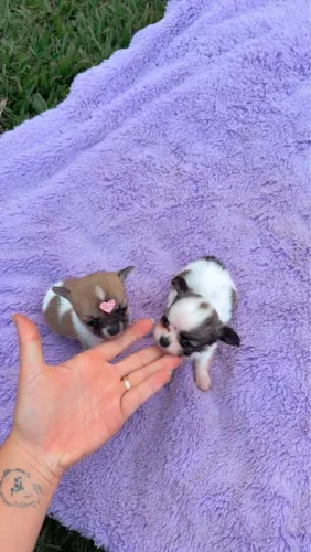 Chihuahua choco branco , bicolor 