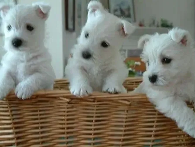 Westies ninhada disponível 