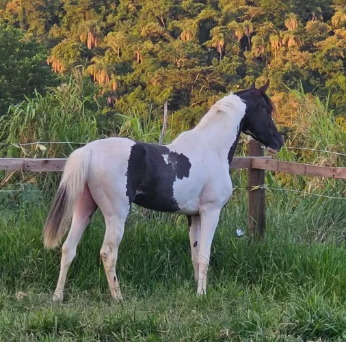 Cavalo Mangalarga Pampa