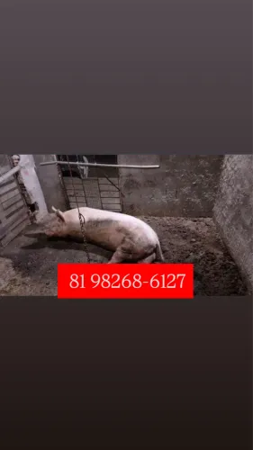 Porco barrão macho F1