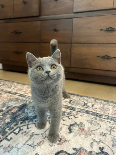 British Shorthair gatinho da Alice
