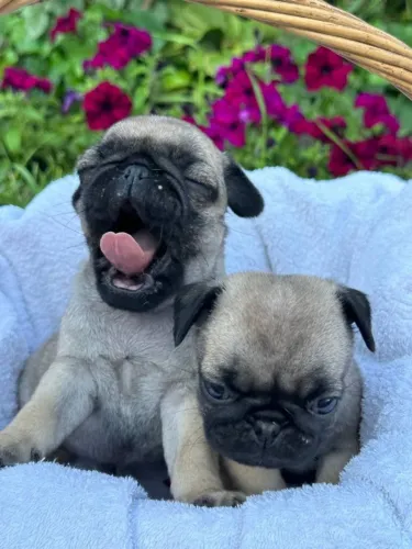 Filhotes de Pug | Amor verdadeiro tem quatro patas.