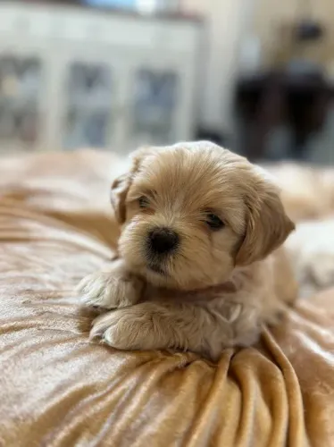 Lhasa Apso com Pelagem Lisa e Sedosa - Ideal para Quem Busca um Pet de Porte Pequeno e Nob