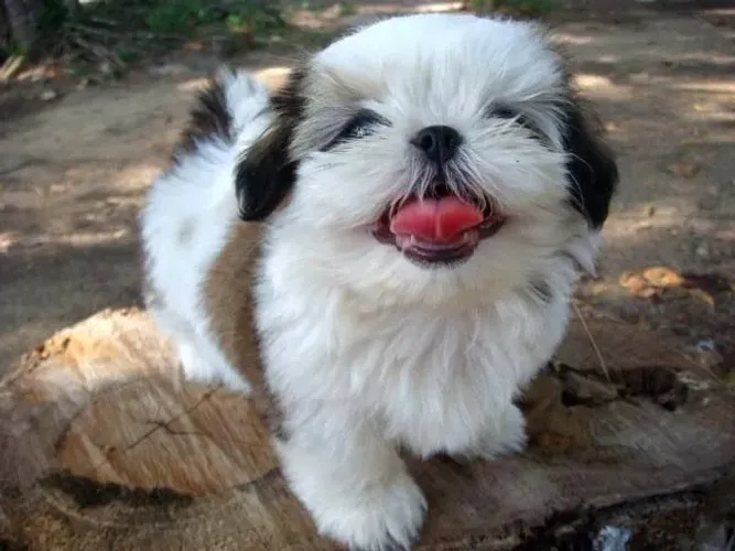 Filhote Shih Tzu Alegre e Charmoso