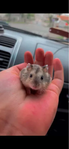 Hamster Anão Russo