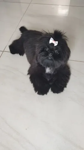 Shihtzu fêmea