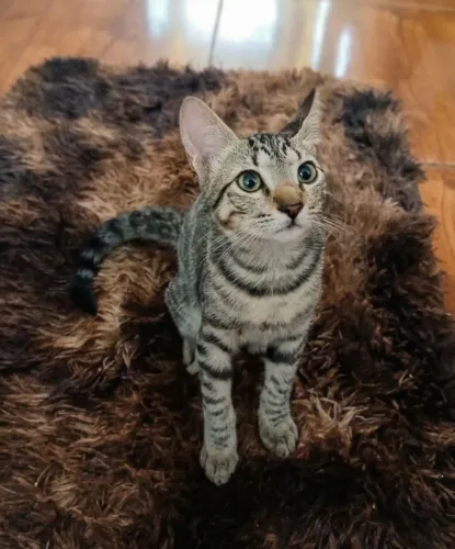 Gato tigrado filhote