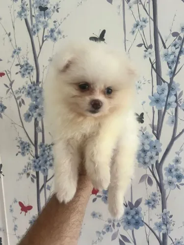 Spitz alemão anão Raposinha