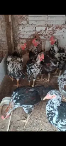 Vendo frangos e pintinhos  GSB