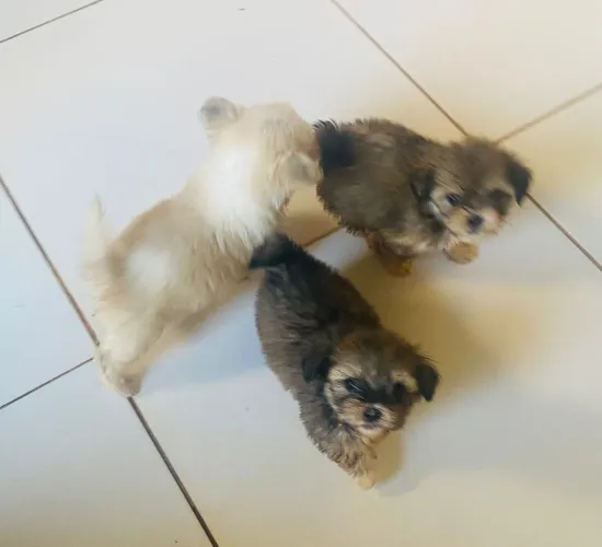 Lhasa apso