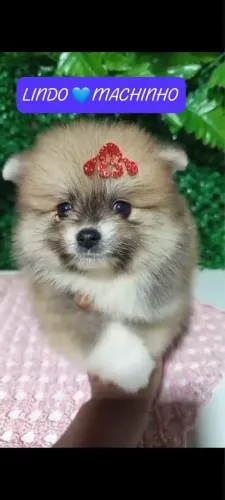 Lulu da Pomerânia - Spitz Alemão